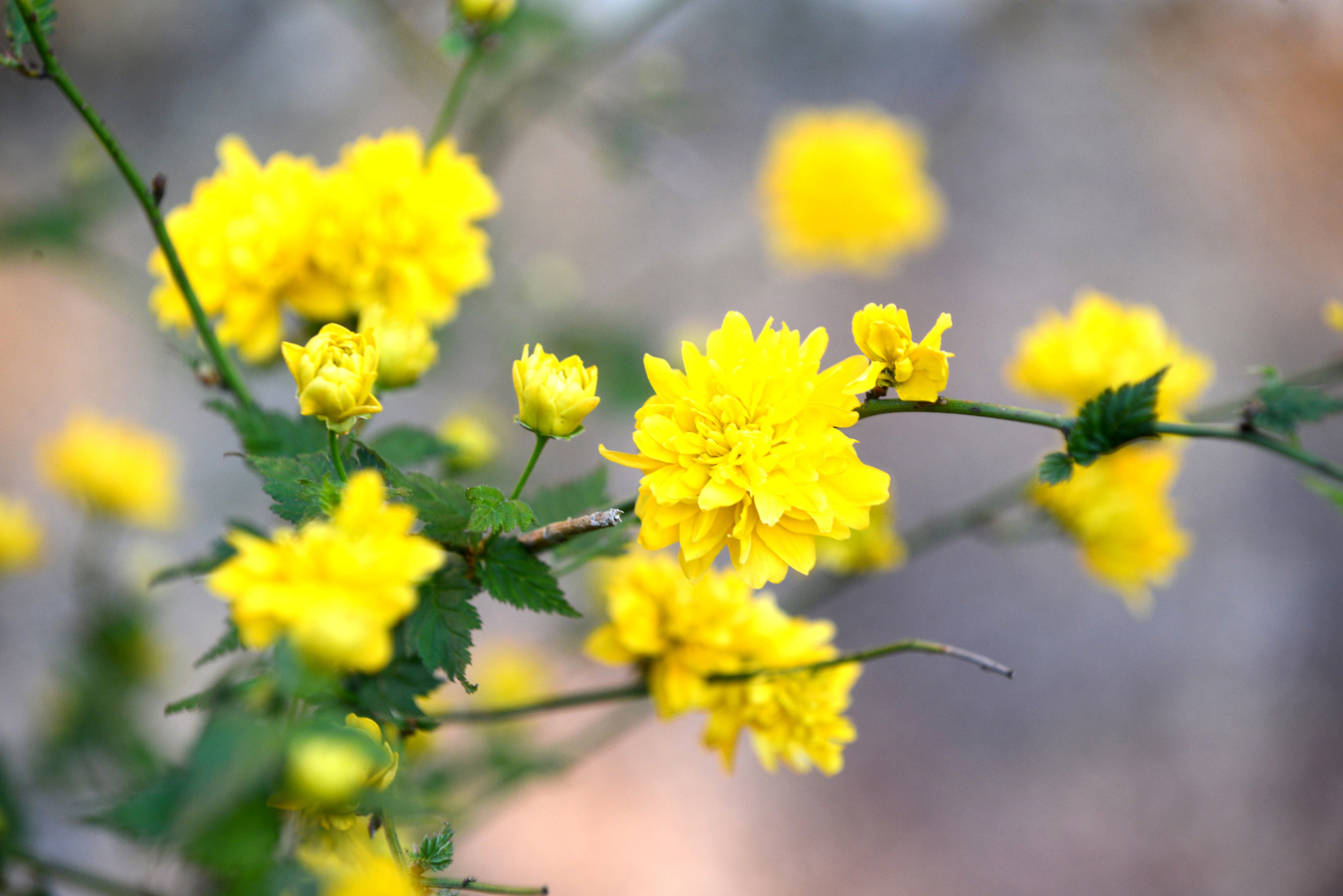 Le chrysanthème est synonyme de plaisir et de bonheur au Japon. 